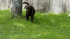 Labradorzucht vom Wolfgangsee