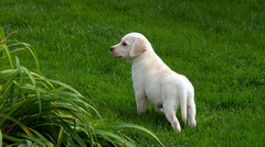 Labradorzucht vom Wolfgangsee